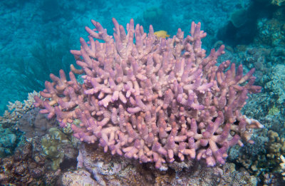 Dive on barrier reef 2 with yellow fish.jpg