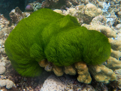 Great Barrier Reef 10_.jpg