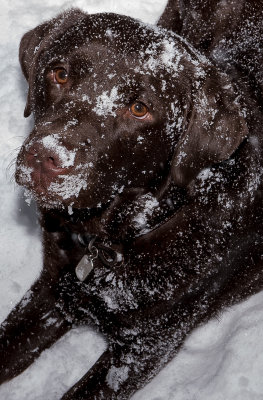 February 9 snow dog Cino_.jpg