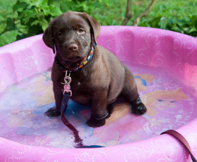 The princess in the pool   July 12 2012 day 6.jpg