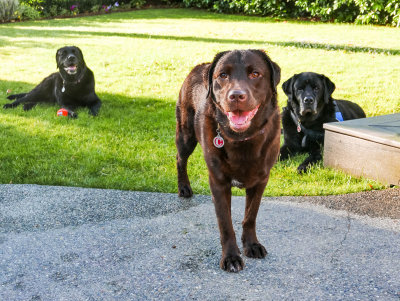 Cino Moki and Java new backyard  1 of 1.jpg