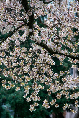 Blossoms at UW Quad  March 19 2016 -02942.jpg
