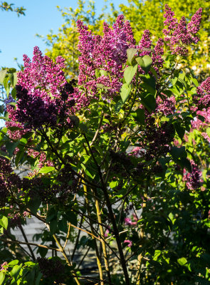 Lilacs  April 7 2016 -1000144.jpg