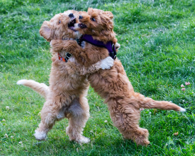 Puppy Stand off  look July 2 2016-3145.jpg