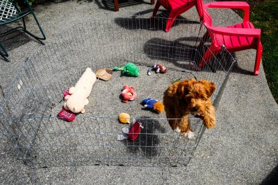 Time for a new playpen July 15 2016 IMG_6132.jpg