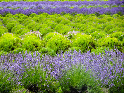 lavendar farm on Whitby Island vs 7 July 17 2016-03902.jpg