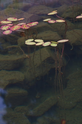 _IGP2156.jpg