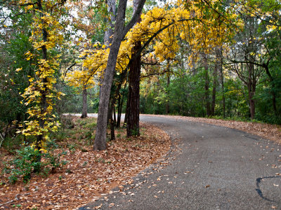 Scenic Drive under a colorful canopy of Black Jack Oak trees.
