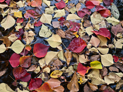 More Cedar Elm leaves