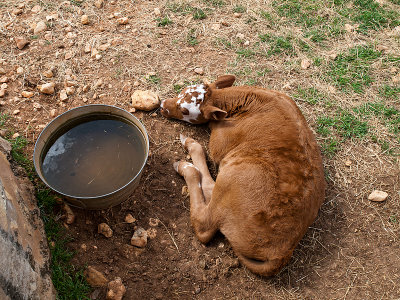Farm calf taking a nap