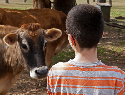 Boy and cow