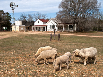 Sheep and farm house