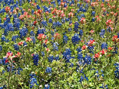 Indian paint brushes and bluebonnets in the spring