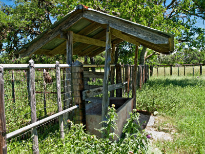 Water trough in cattle working area