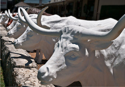 White cows, Fredericksburg, TX
