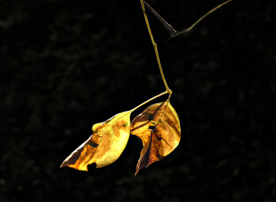 Two leaves