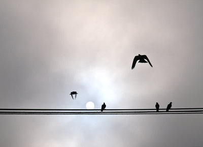 Bird flying above wires on a foggy morning, Austin, Texas