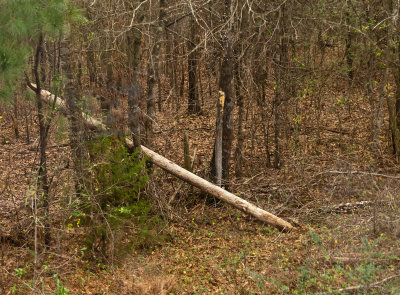 Woods of east Texas