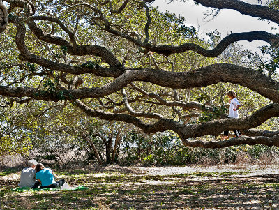 Picknicking at another big tree at the Big Tree site. 