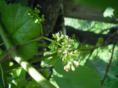 g9/72/574472/3/151098458.78Q0nDIl.jpg