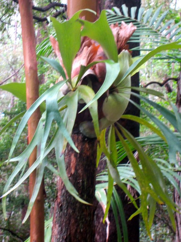 Epiphytes