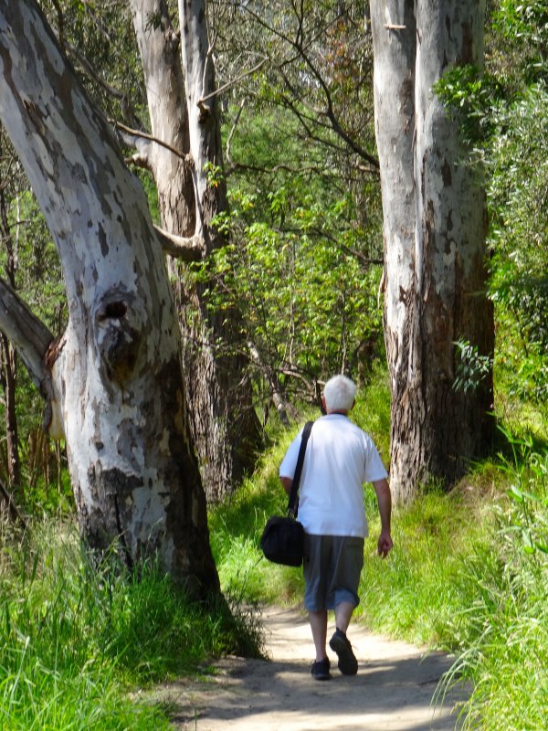 A walk in the woods, Yarra Bend 