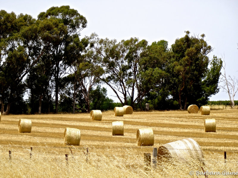 Paddock of faded yellow and bales of summer