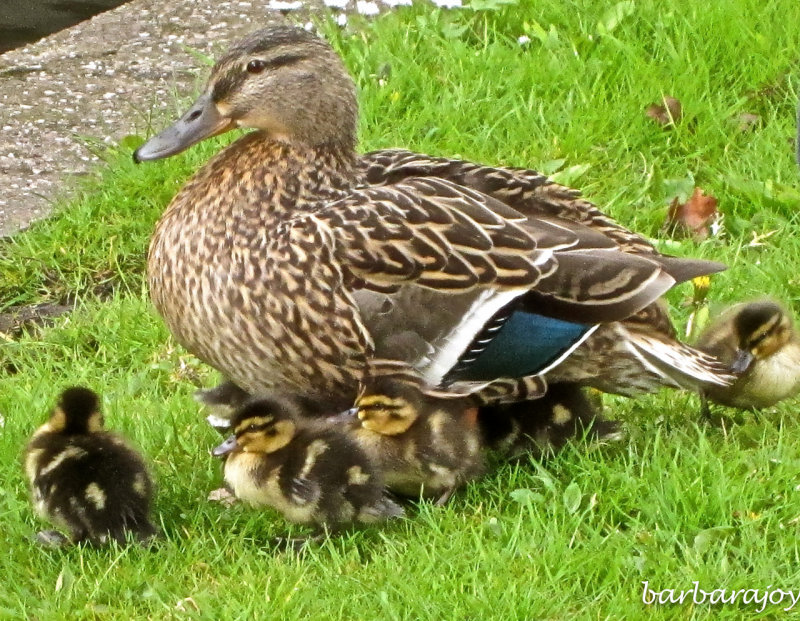 Her brood