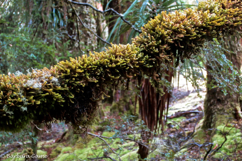 Lichens and mosses on Weindorfers Forest walk