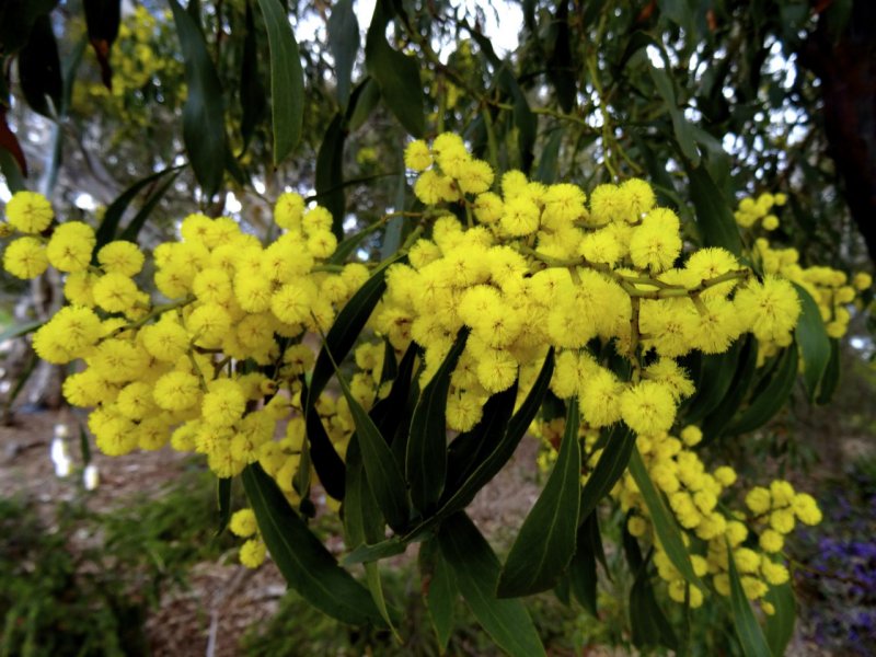Golden wattle, floral emblem of Australia