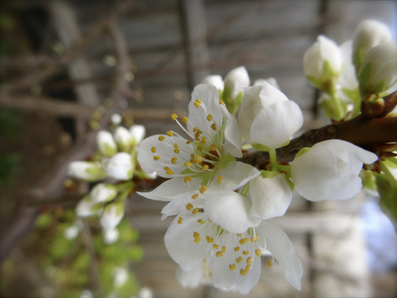 White blossom on my Melbourne backyard plum tree