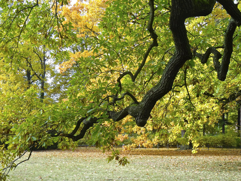 A leafy view at Schloss Cecilienhof