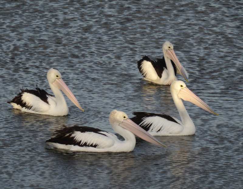 Pelicans galore