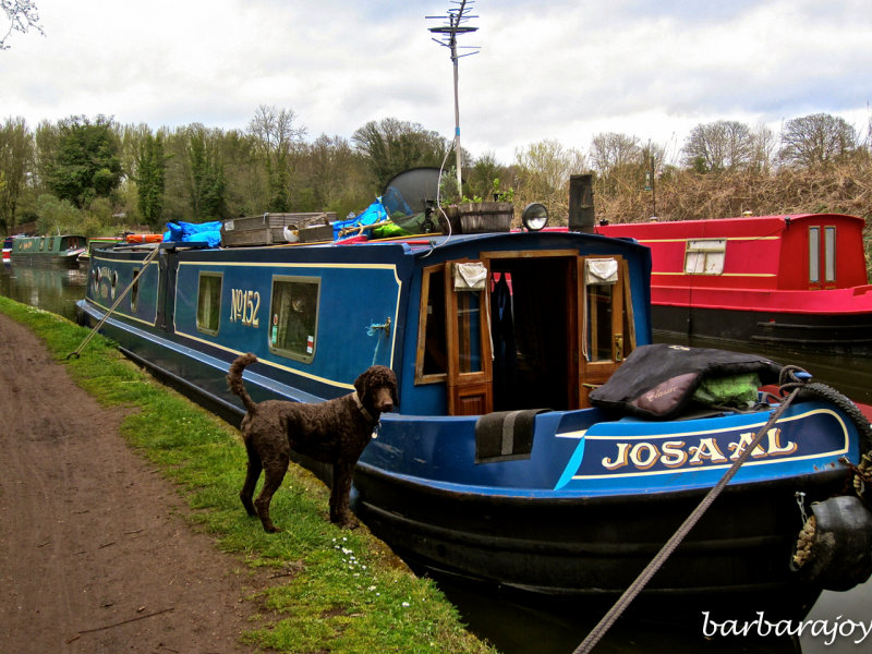 Stewponey, canal boats and an inquisitive dog