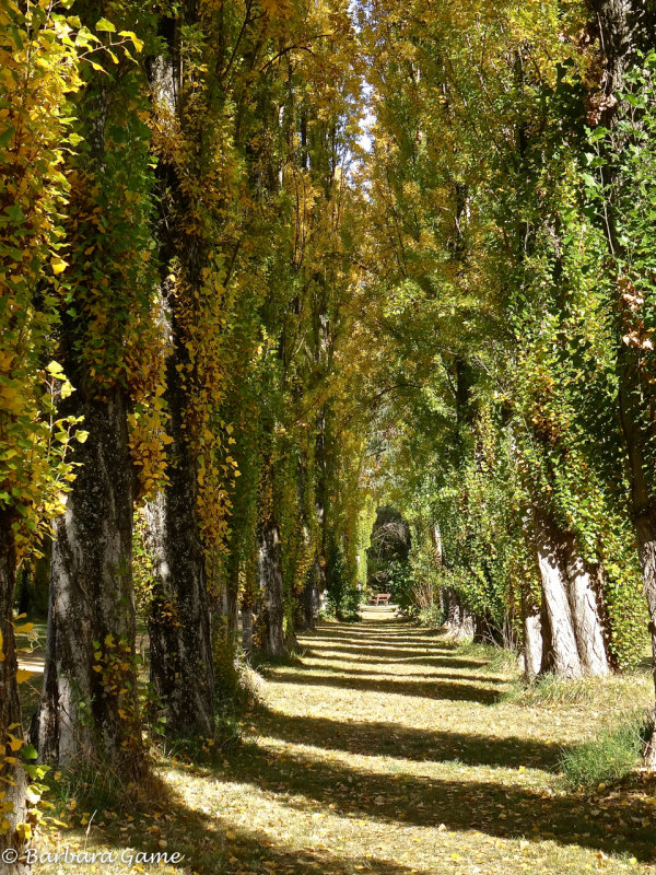 An avenue of poplars
