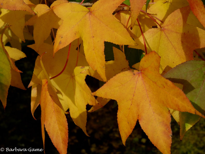 Maple leaves