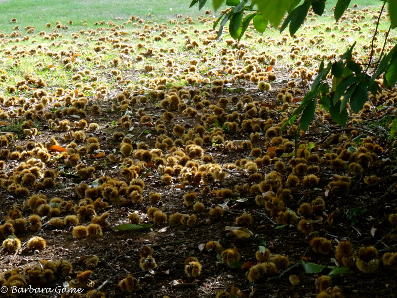 Chestnuts all over the ground