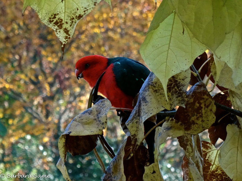 King Parrot feeding in a tree in our garden