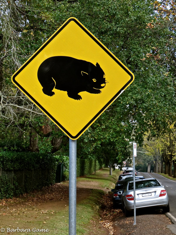 Watch out for wombats!