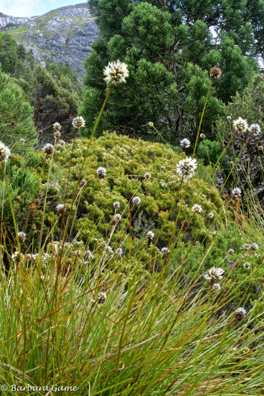 Sub alpine flora