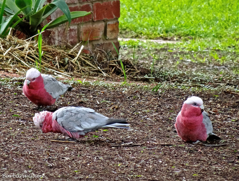 Pink and grey galahs on our path