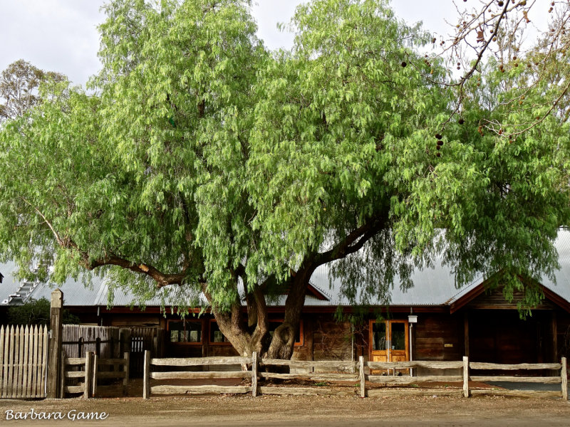 Large peppercorn tree in the old main street