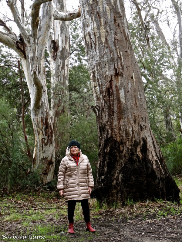 Among tall timbers