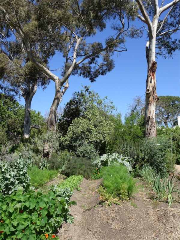 Kitchen garden amid Australian bushland