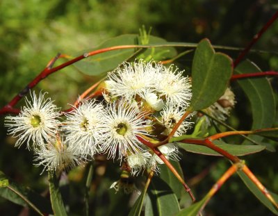 Eucalyptus blossom