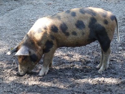 Pig, Oxtorp Farmstead