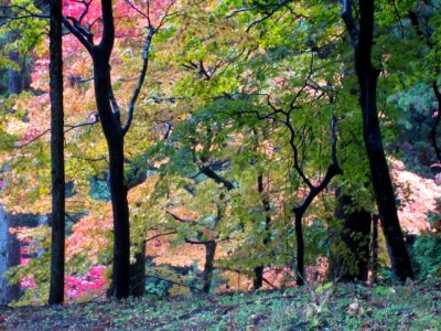 Autumn colours, Japan