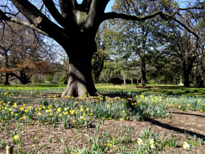 Spring daffodils on the Oak Lawn, Melbourne, Australia