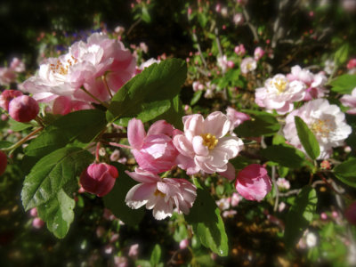 Apple blossom, my garden, Spring 2014