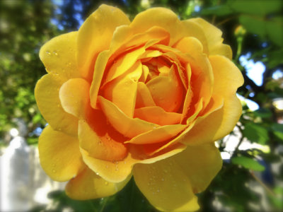Rose Golden Celebration, my garden, Spring 2014